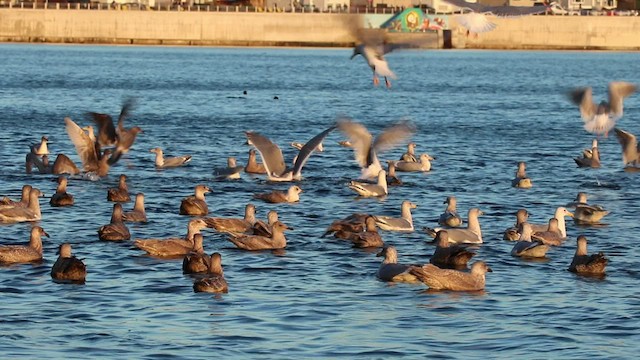 Glaucous-winged Gull - ML523002271