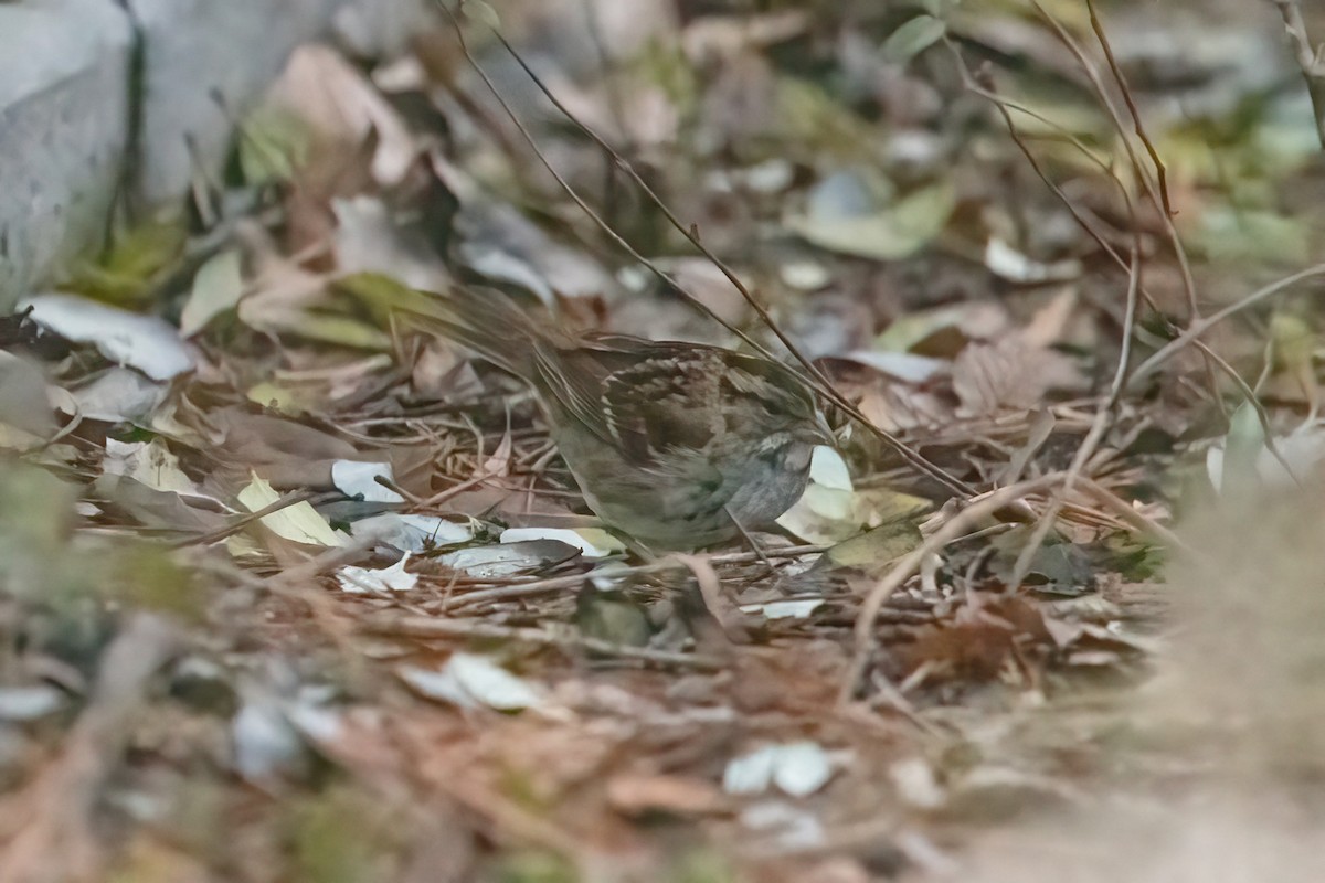 White-throated Sparrow - ML523004101