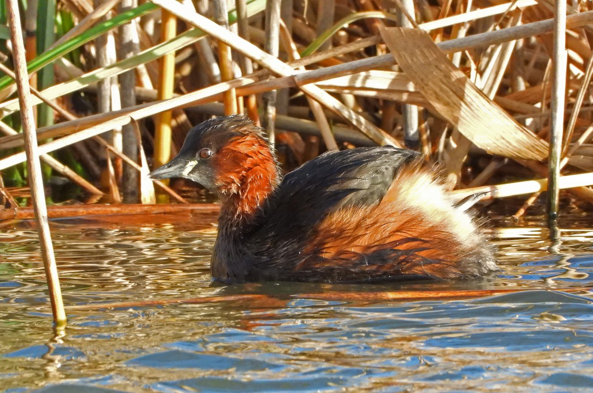 Little Grebe - ML523004461