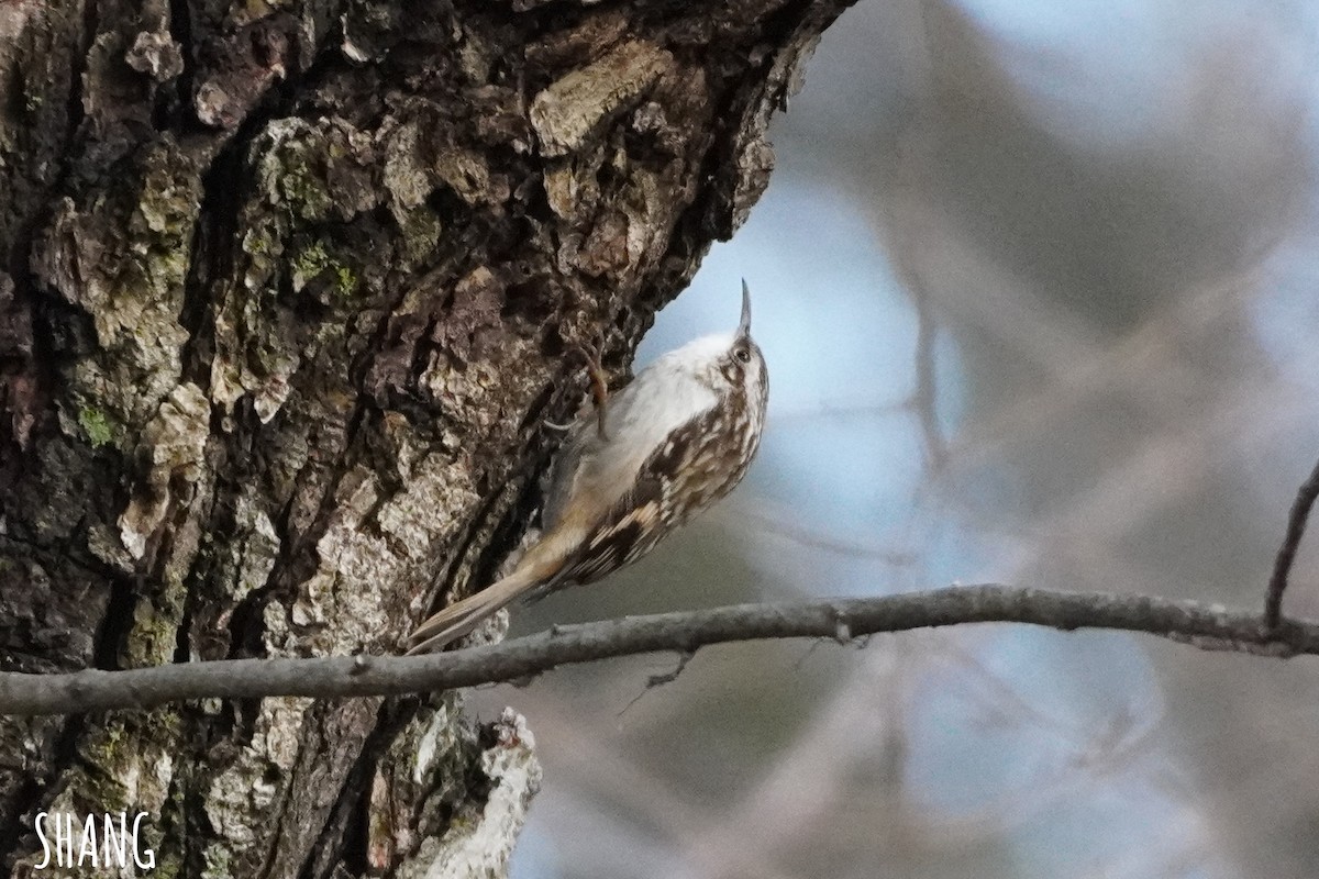 Brown Creeper - ML523004931