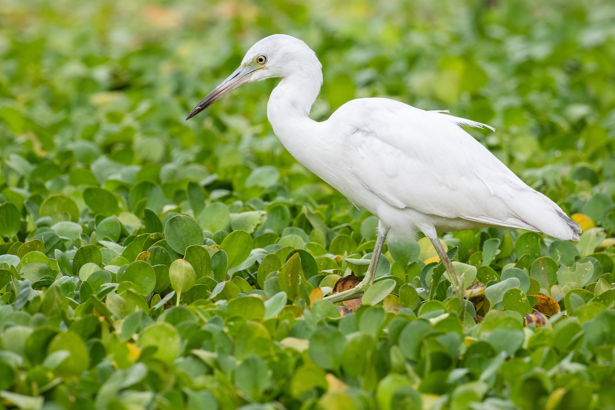 Snowy Egret - ML523005181