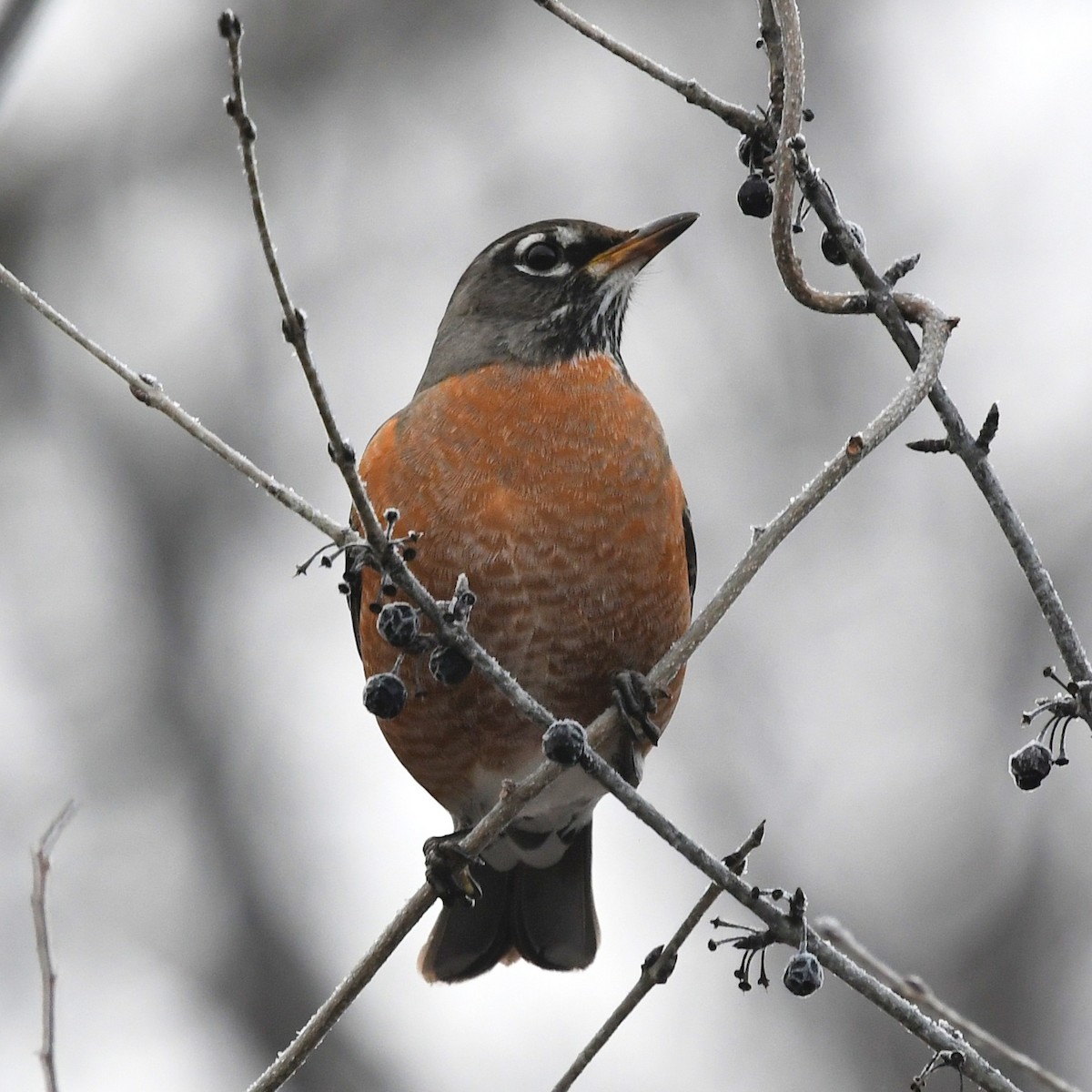 American Robin - ML523005261