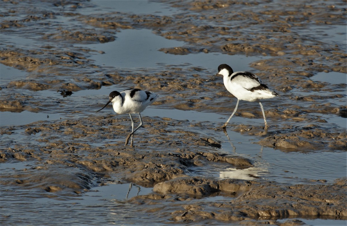 Pied Avocet - ML523006271