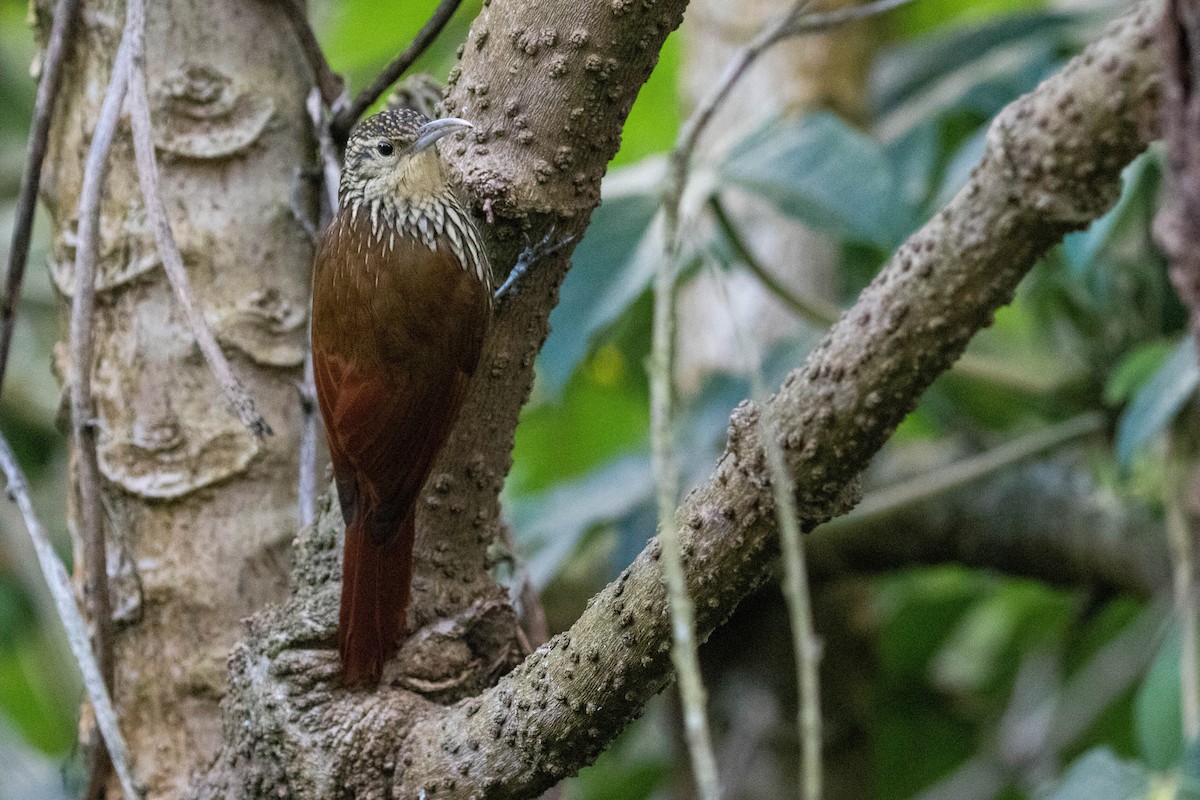 Spot-crowned Woodcreeper - ML523006891