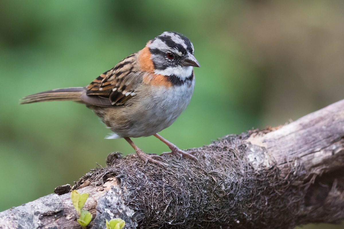 Rufous-collared Sparrow - Leo Damrow