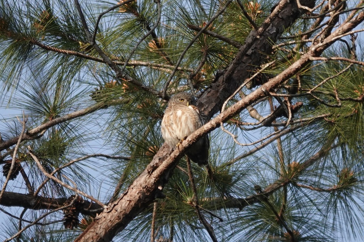 Collared Owlet - ML523007521