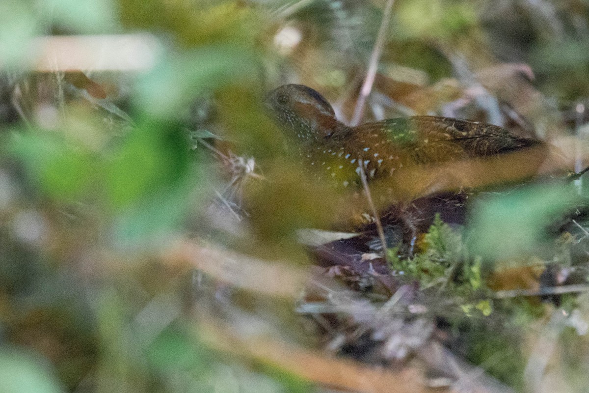 Spotted Wood-Quail - Leo Damrow