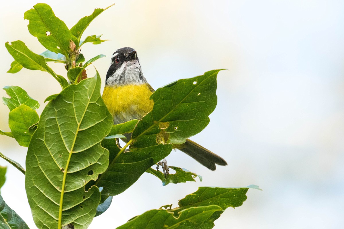 Sooty-capped Chlorospingus - ML523008111