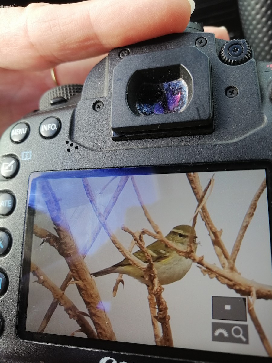 黃眉柳鶯 - ML523008271