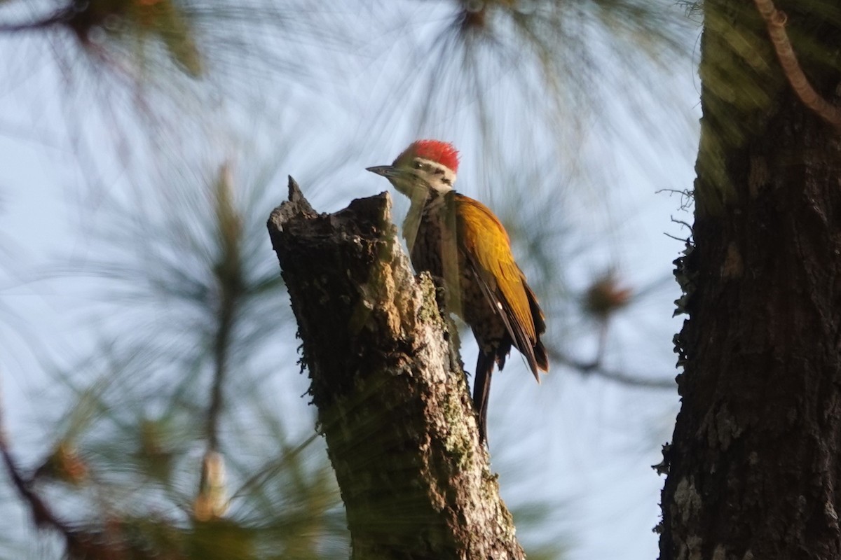 Common Flameback - ML523008601