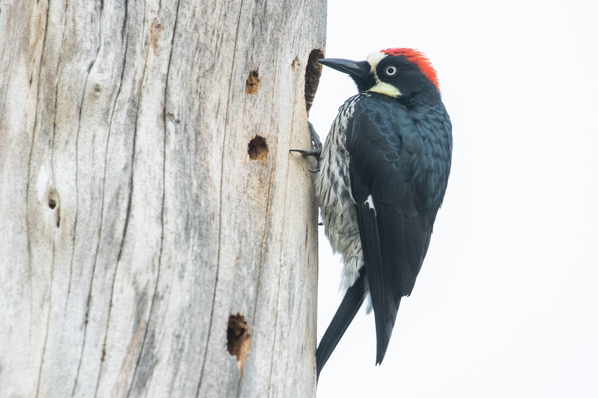 Acorn Woodpecker - ML523009761