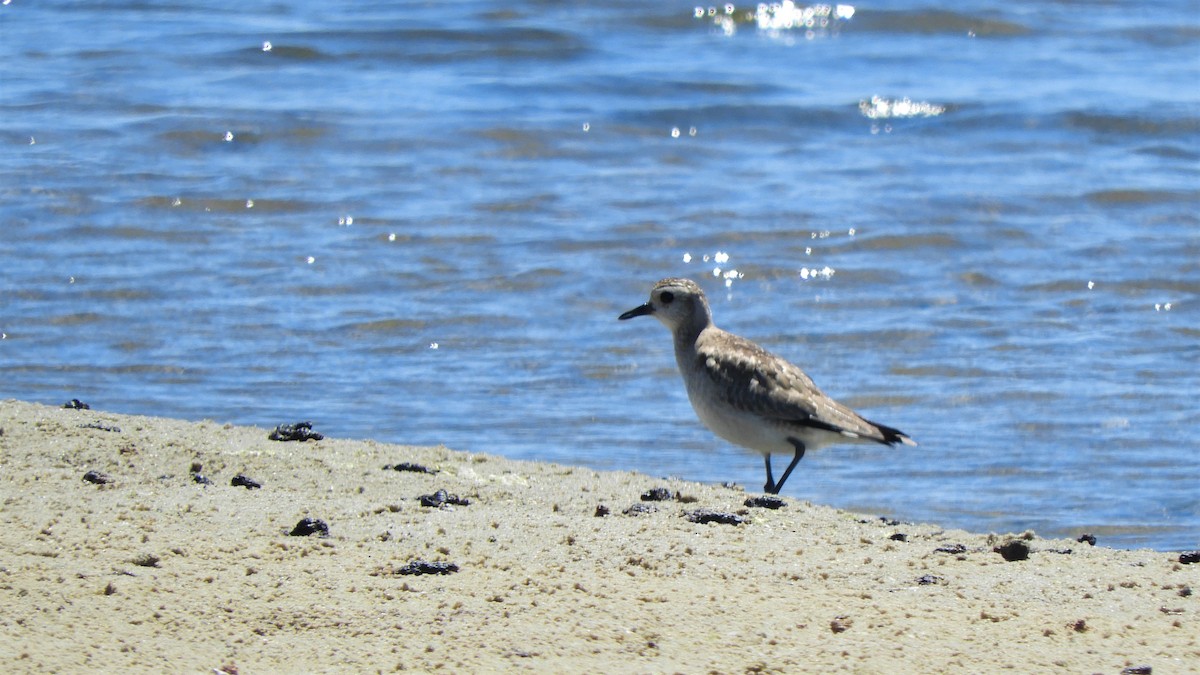 Black-bellied Plover - ML523011141