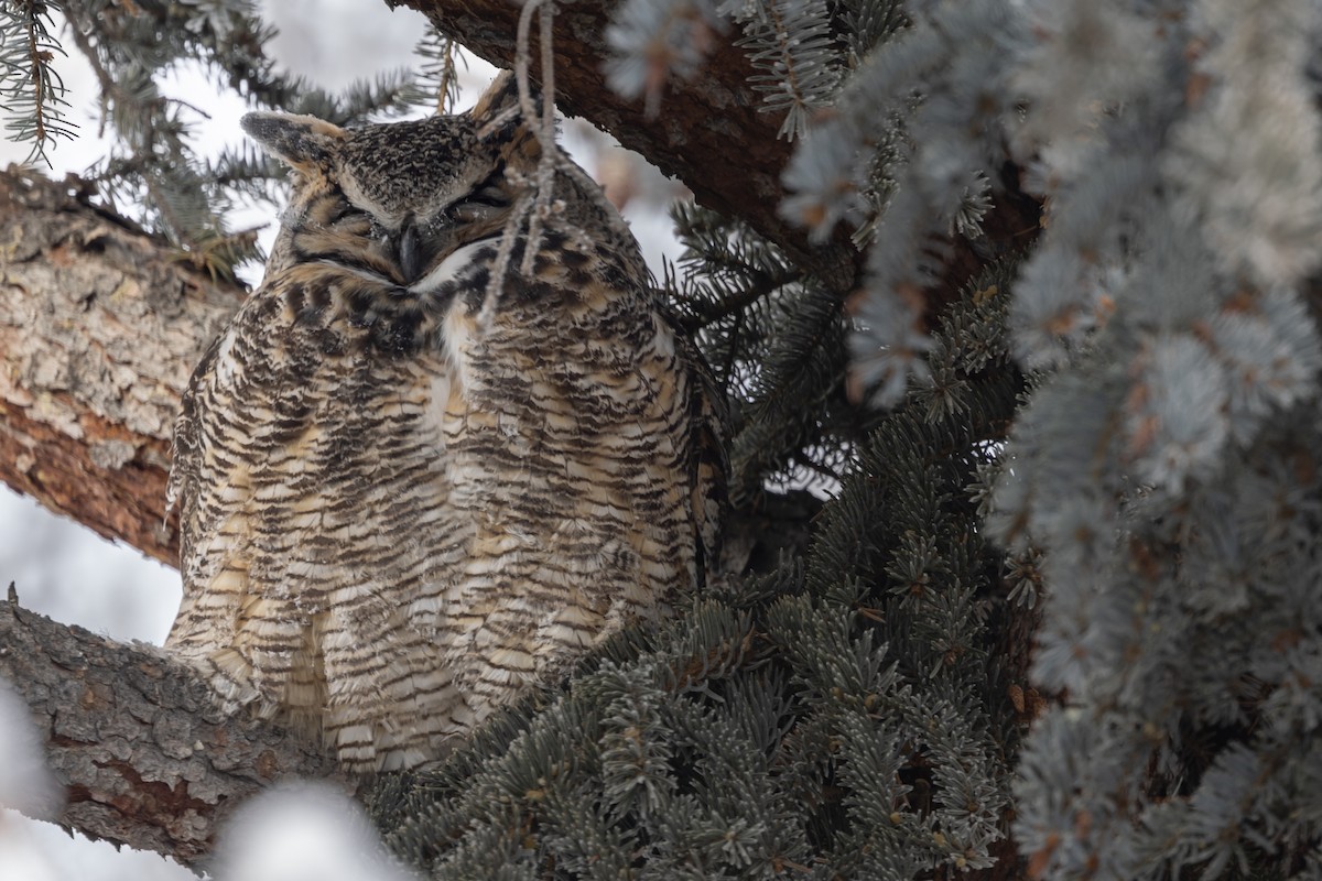 Great Horned Owl - ML523012141