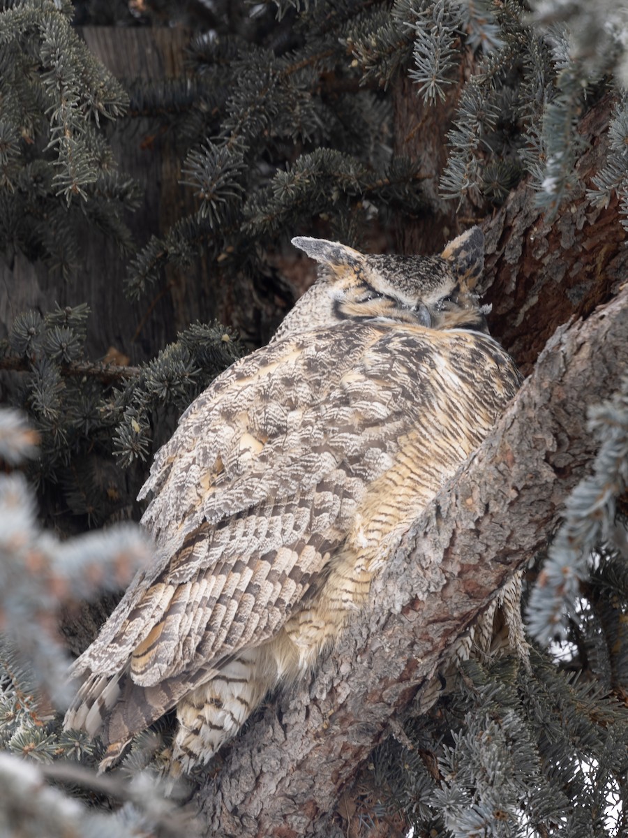 Great Horned Owl - ML523012151