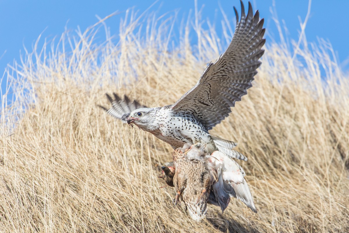 Gyrfalcon - ML52301221