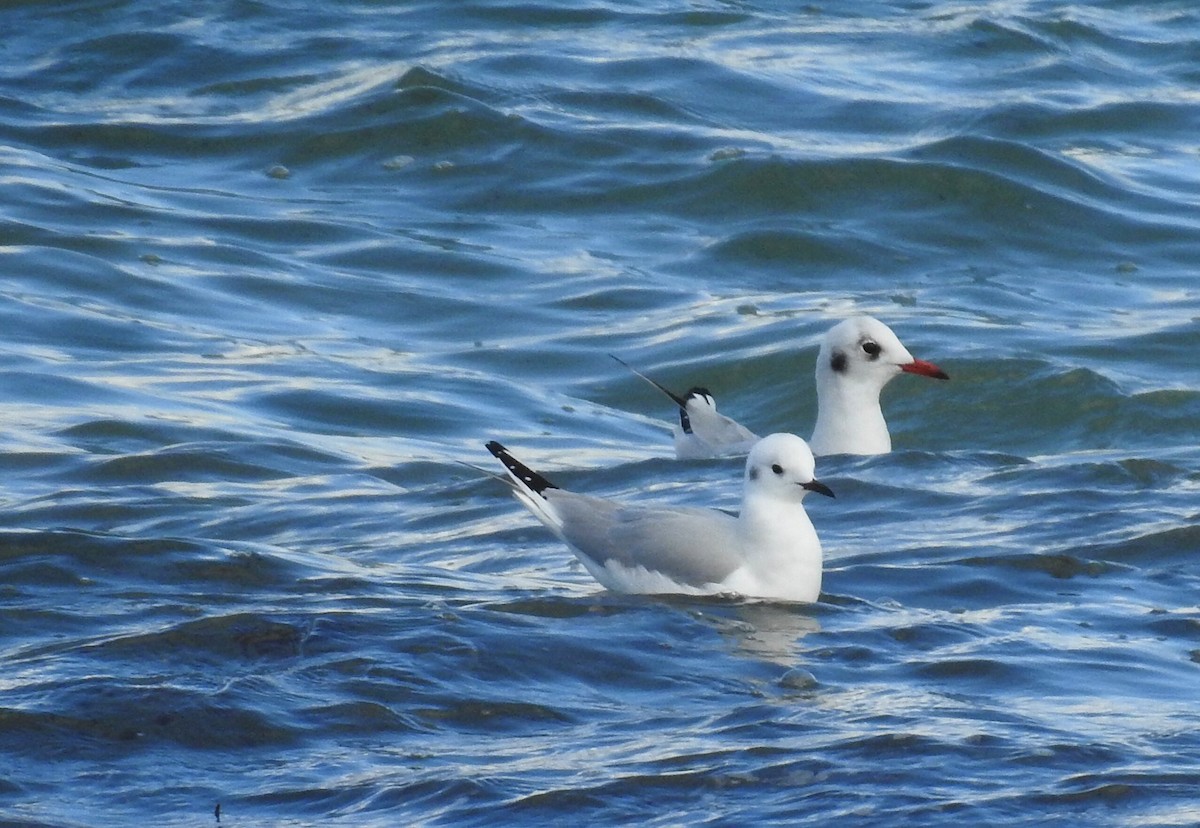 Bonaparte's Gull - Cesar Clemente