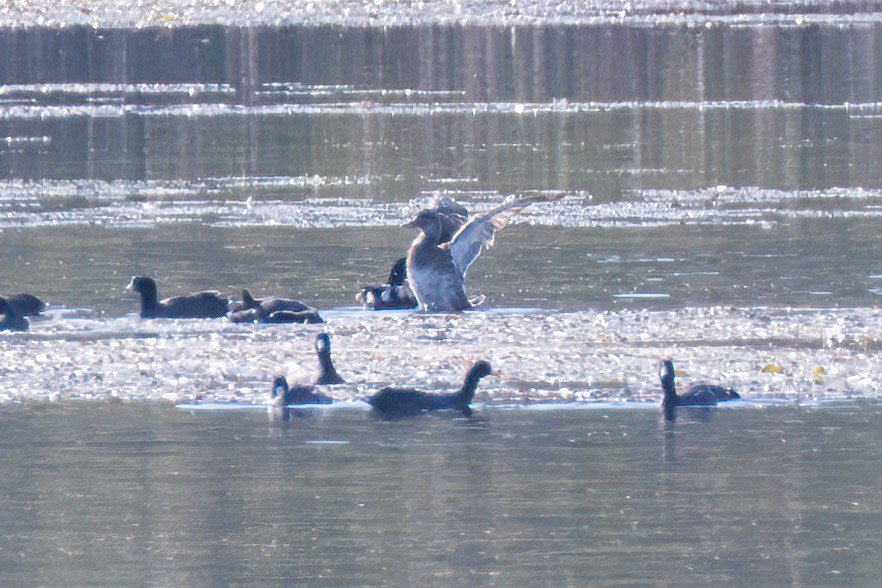 Gadwall - ML523013301