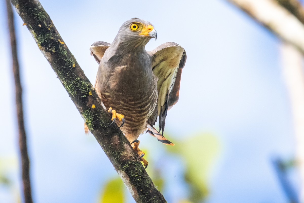 Roadside Hawk - ML523014491