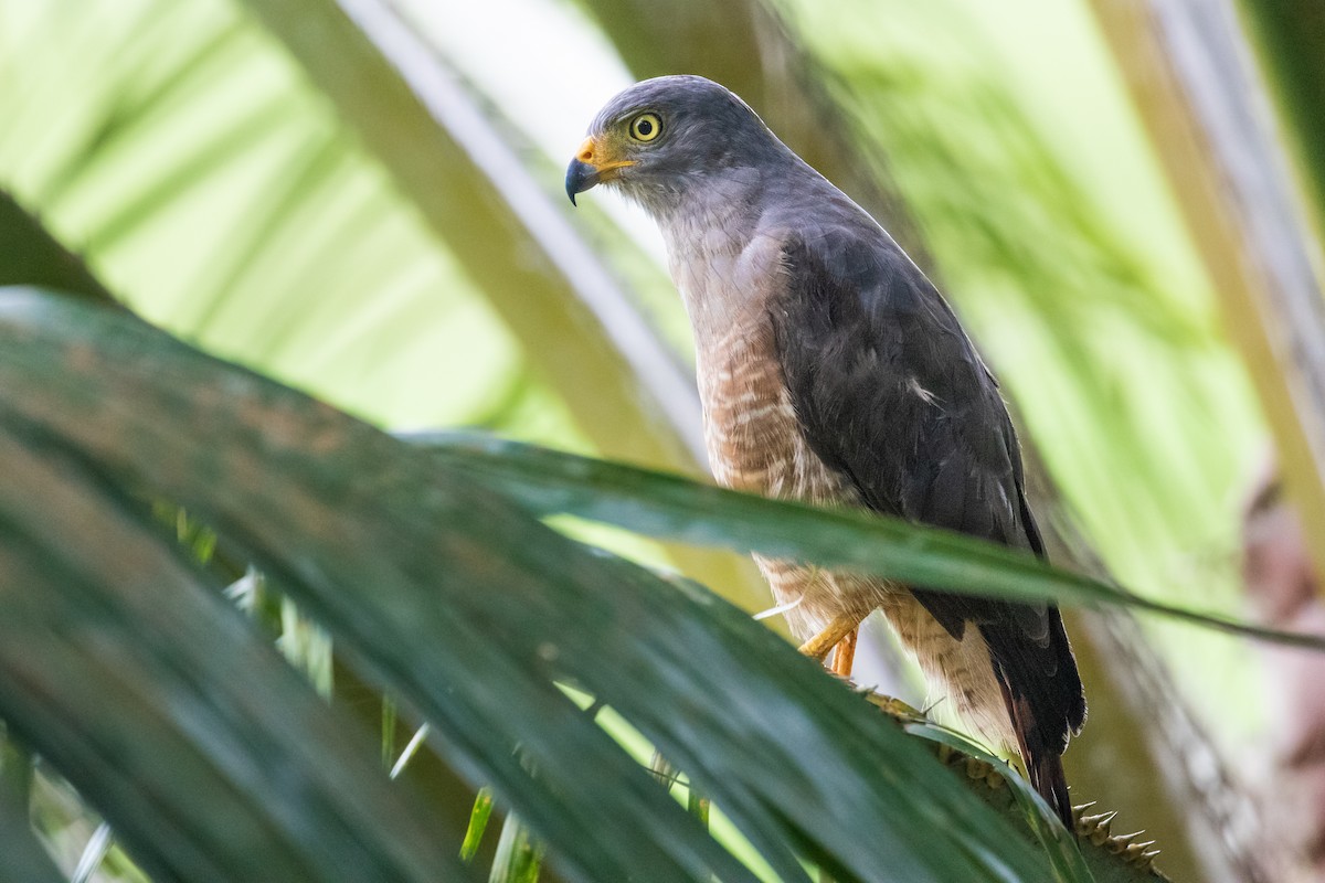 Roadside Hawk - ML523014521