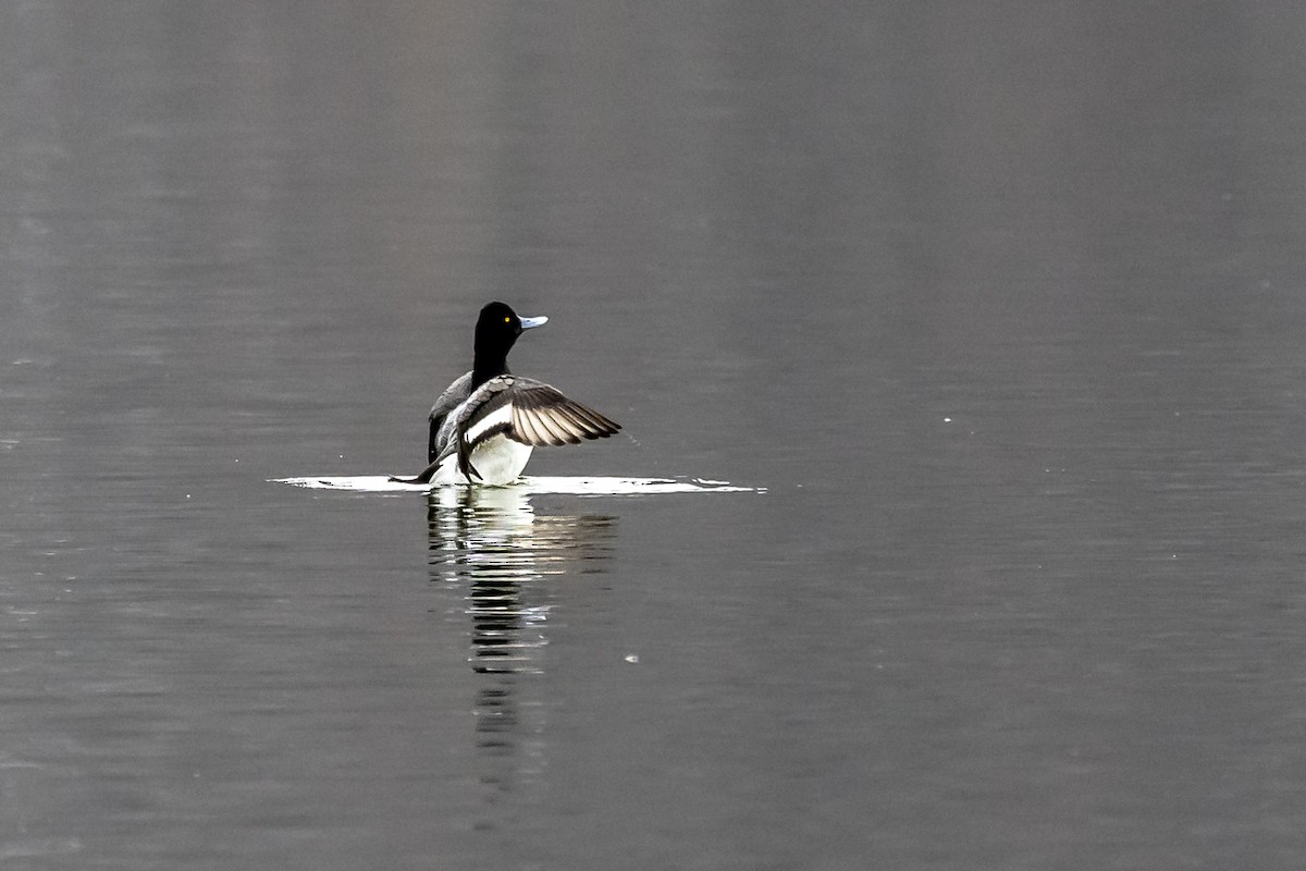 Lesser Scaup - ML523016581