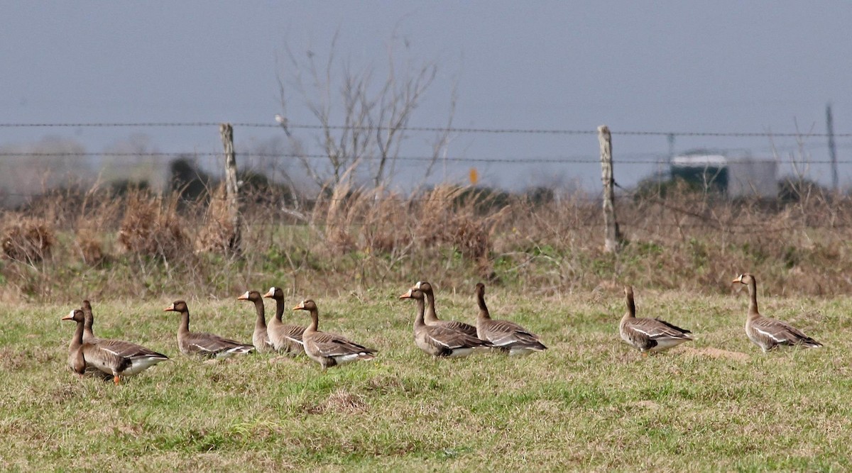 Greater White-fronted Goose - ML52301791