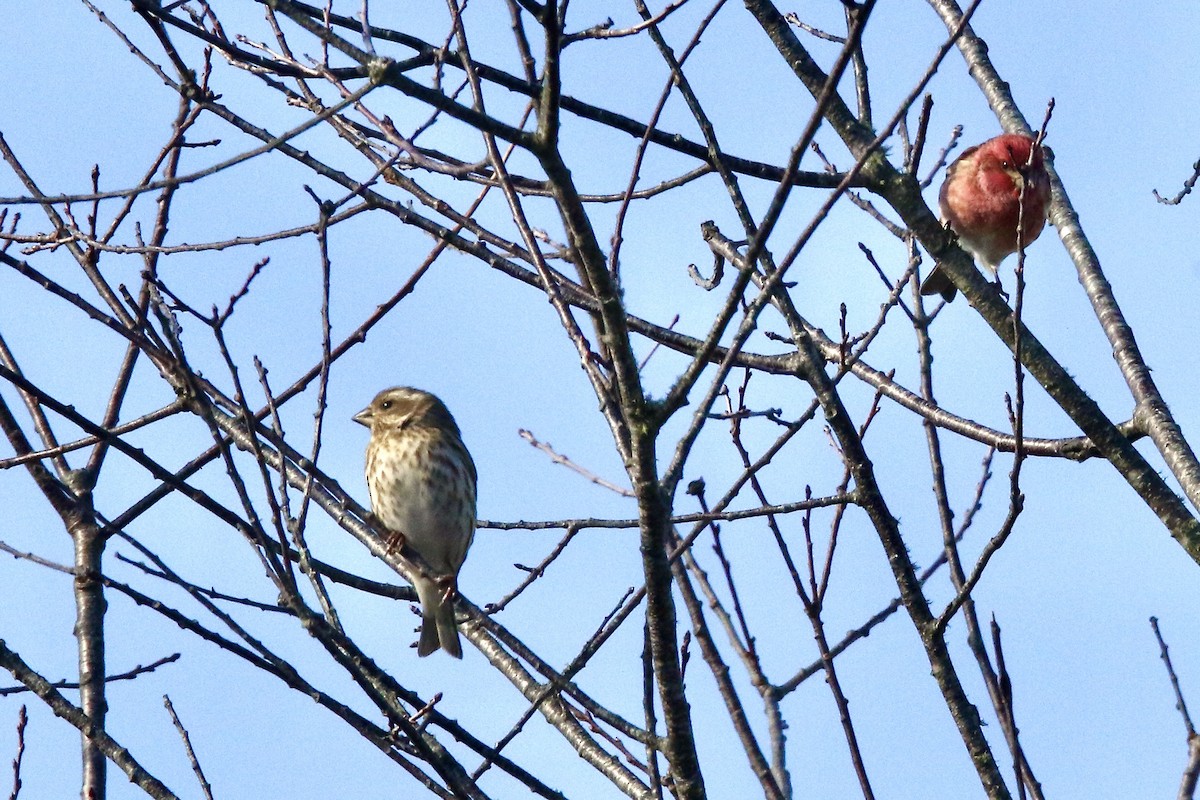 Purple Finch (Eastern) - ML523017921