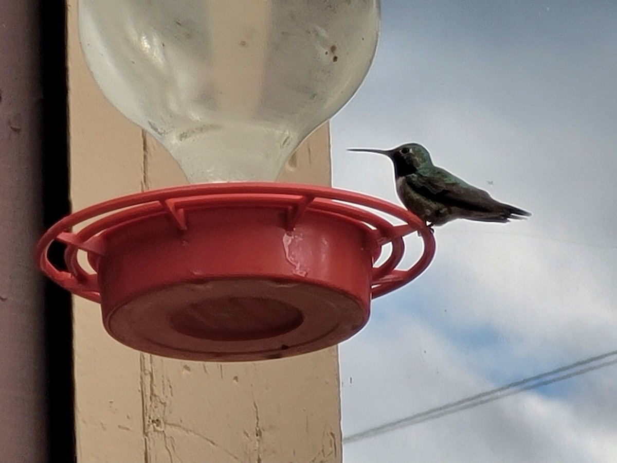 Broad-tailed Hummingbird - ML523018921