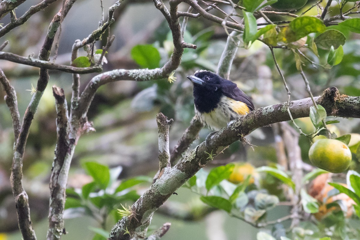 Spot-crowned Barbet - ML523019021