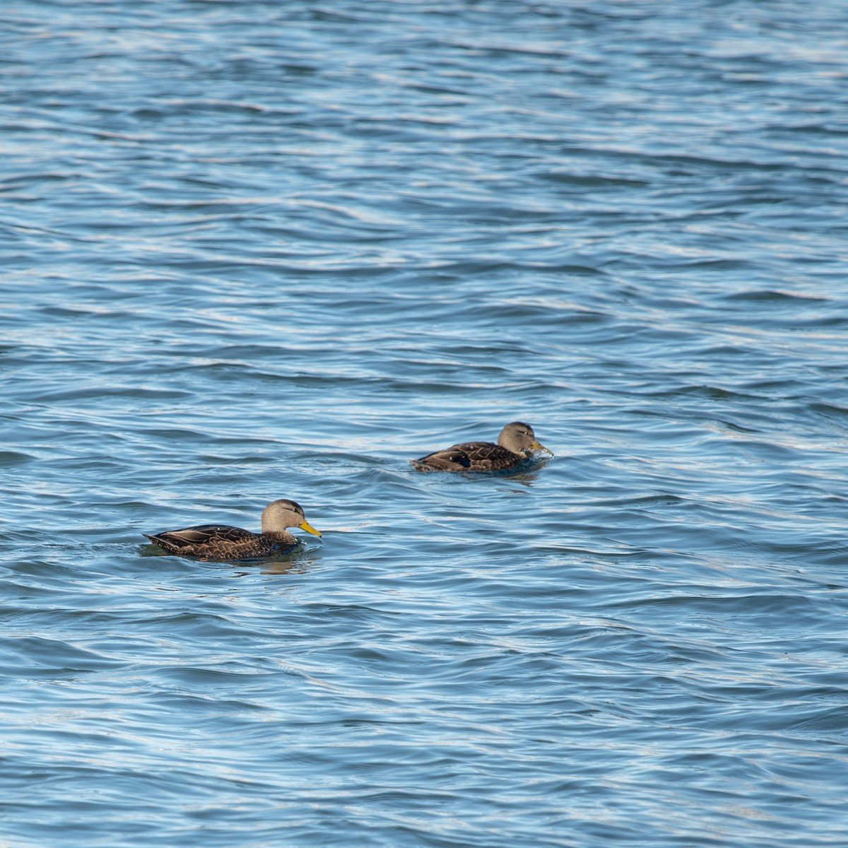 American Black Duck - ML523019531