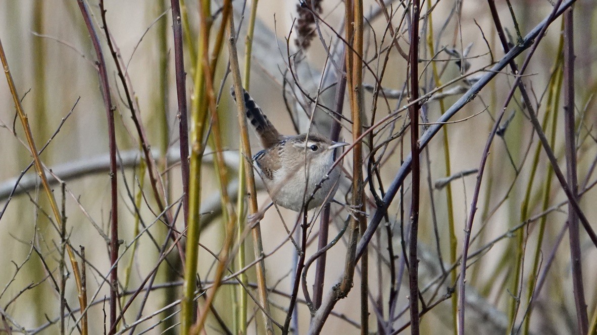 Marsh Wren - ML523019591