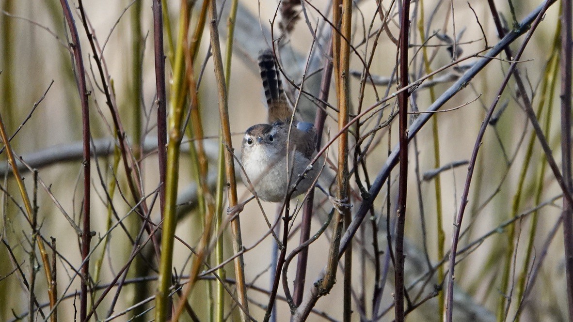 Marsh Wren - ML523019601