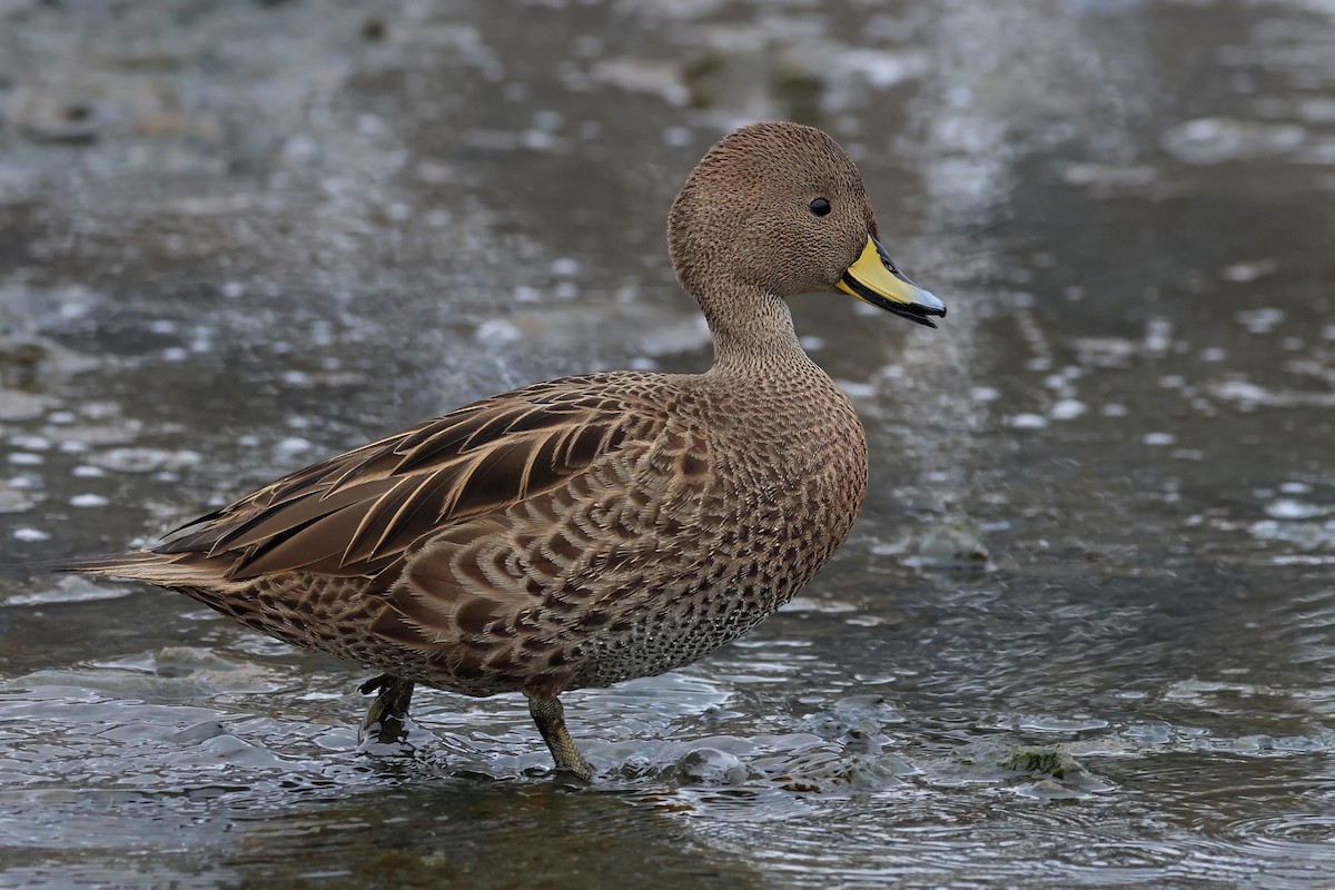 Yellow-billed Pintail - ML523019791