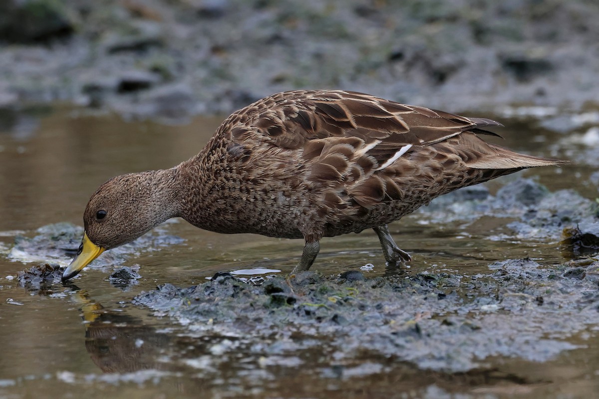 Yellow-billed Pintail - ML523019801