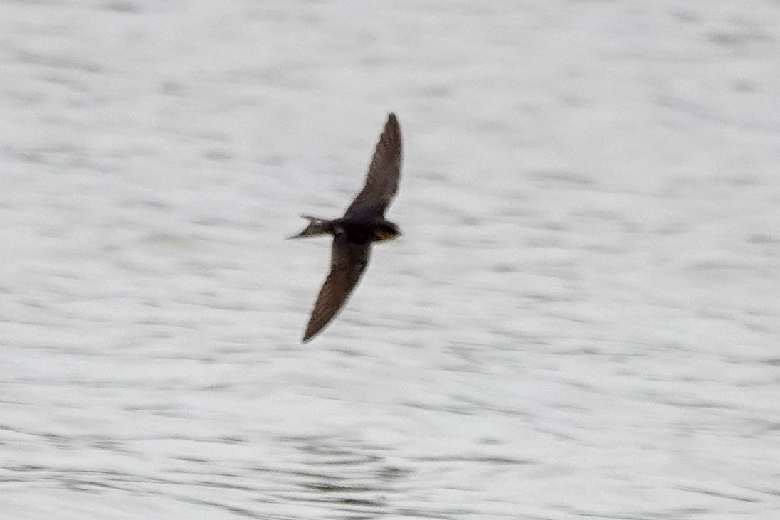 Barn Swallow - ML523020311