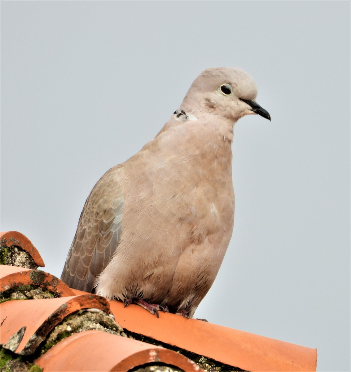 Eurasian Collared-Dove - ML523020471