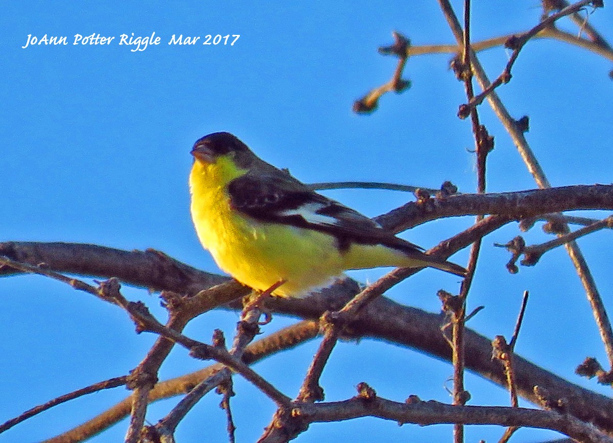 Lesser Goldfinch - JoAnn Potter Riggle 🦤