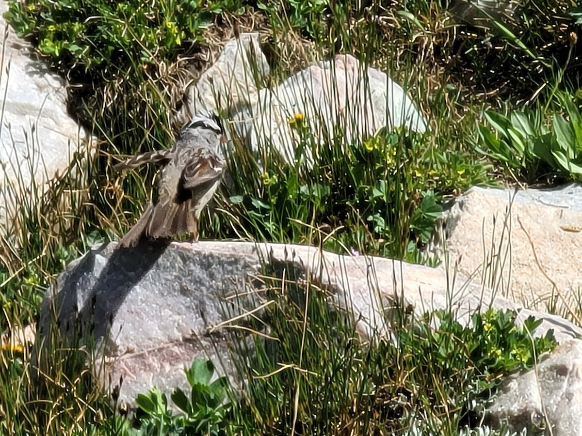 Bruant à couronne blanche - ML523020841