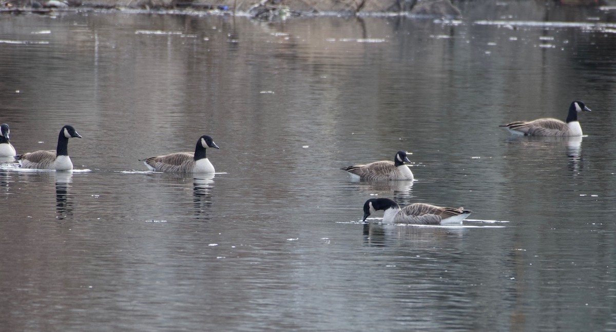 Canada Goose - ML523020931