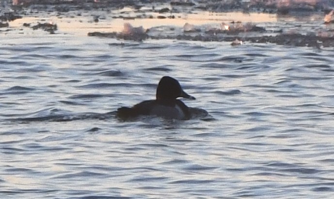 Ring-necked Duck - Stéphane Barrette