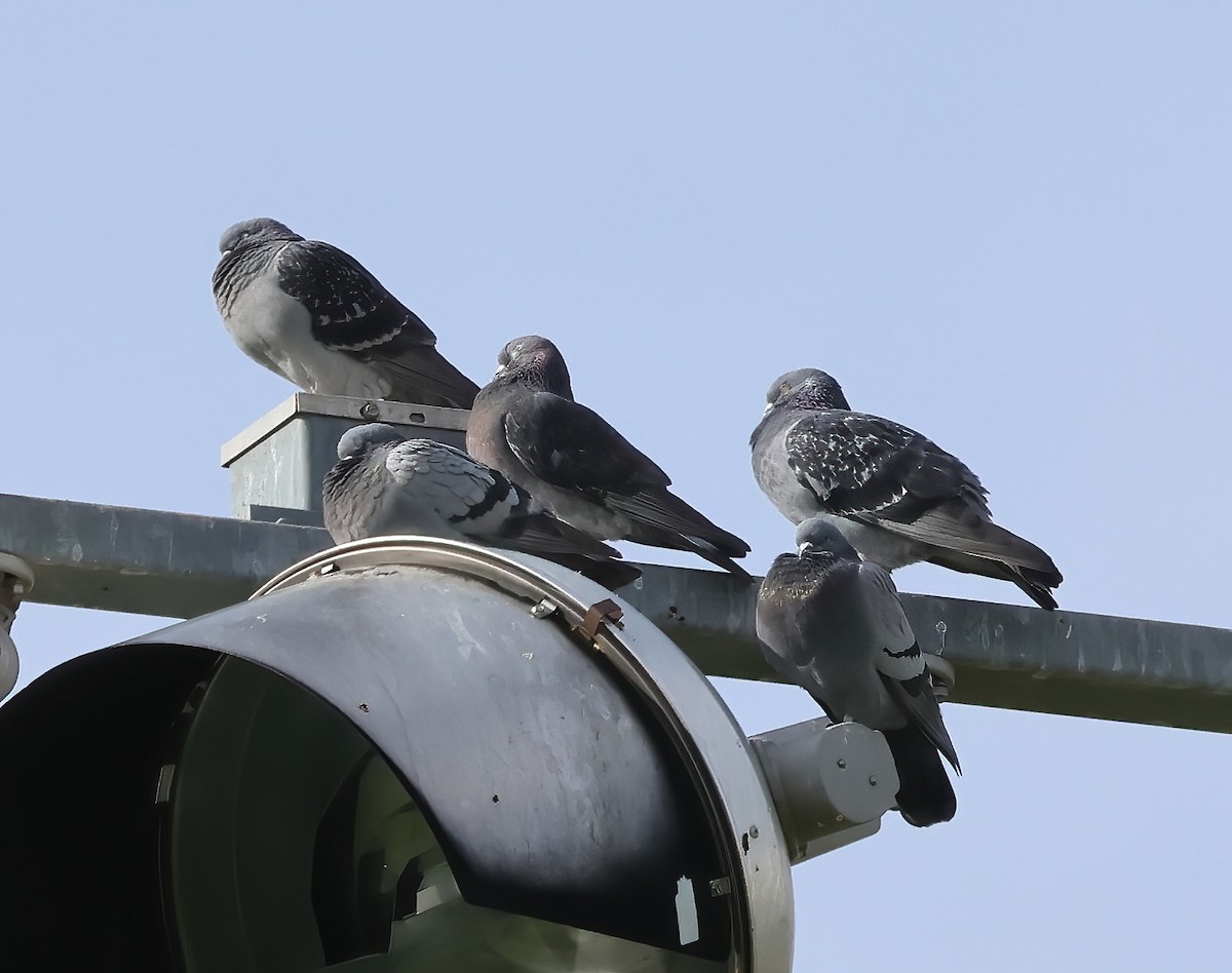 Rock Pigeon (Feral Pigeon) - ML523021091