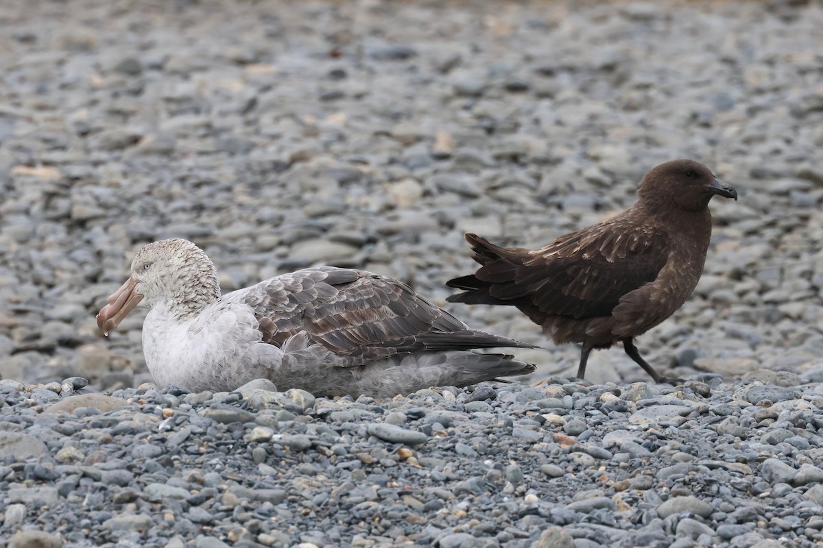 Northern Giant-Petrel - Jörg Hanoldt