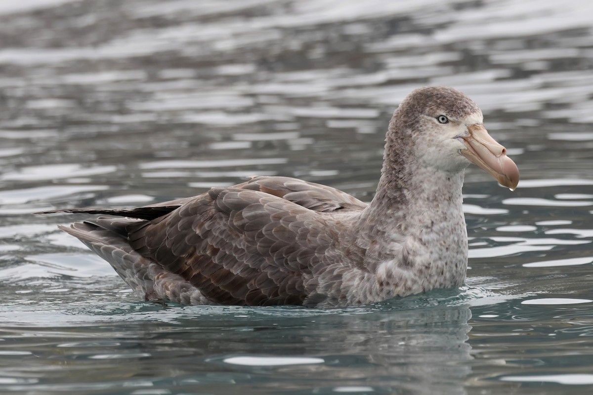 Northern Giant-Petrel - ML523022181