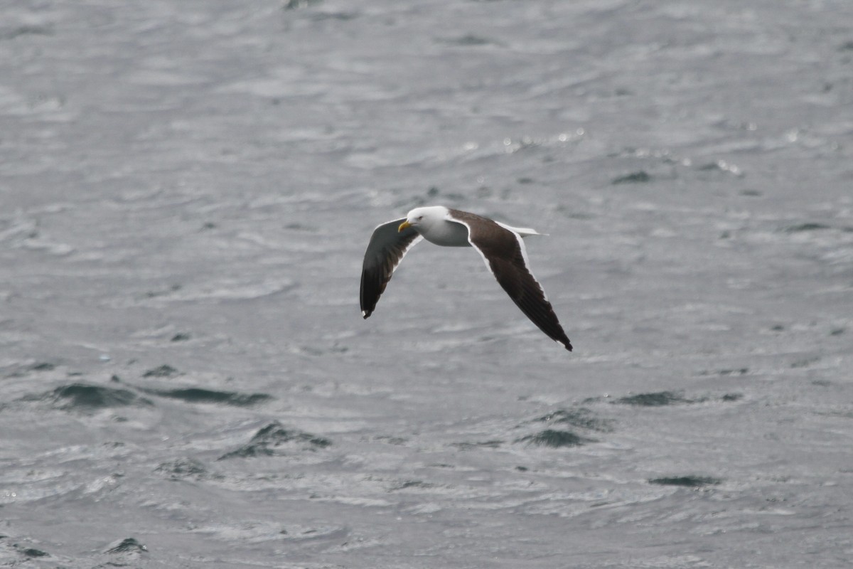 Lesser Black-backed Gull (fuscus) - ML523022481