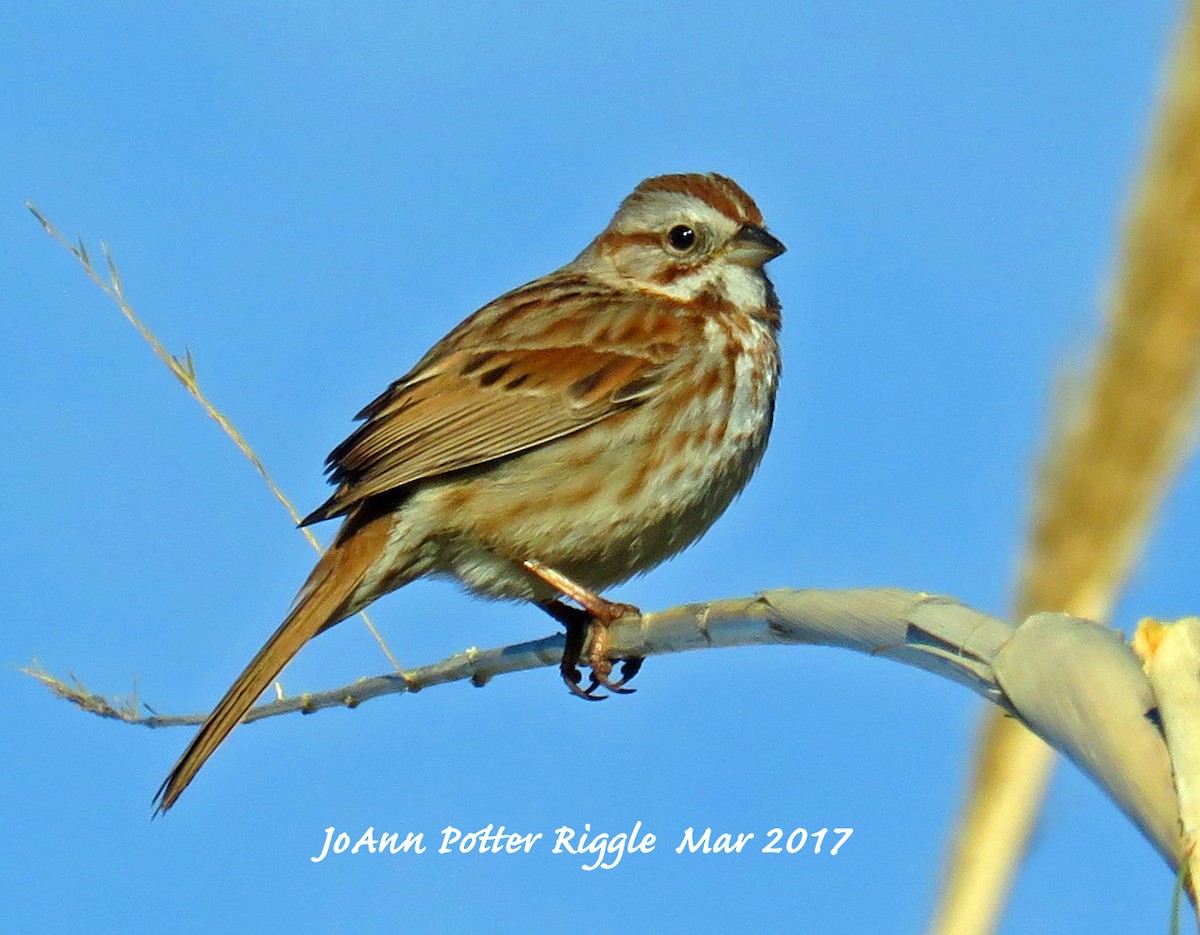 Song Sparrow - JoAnn Potter Riggle 🦤