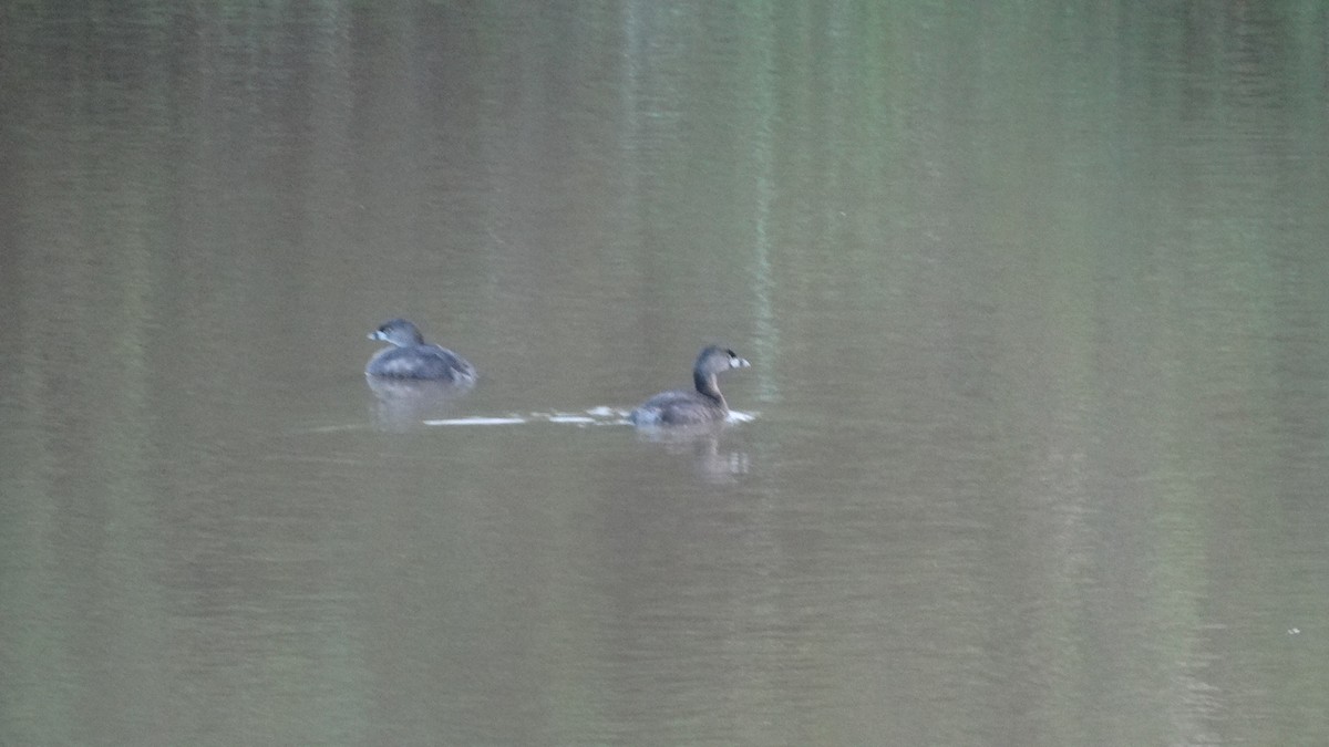 Pied-billed Grebe - ML523022561