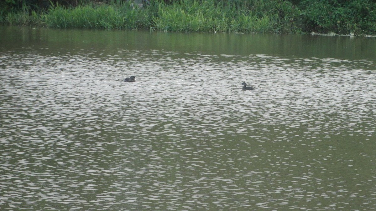 Pied-billed Grebe - ML523022591