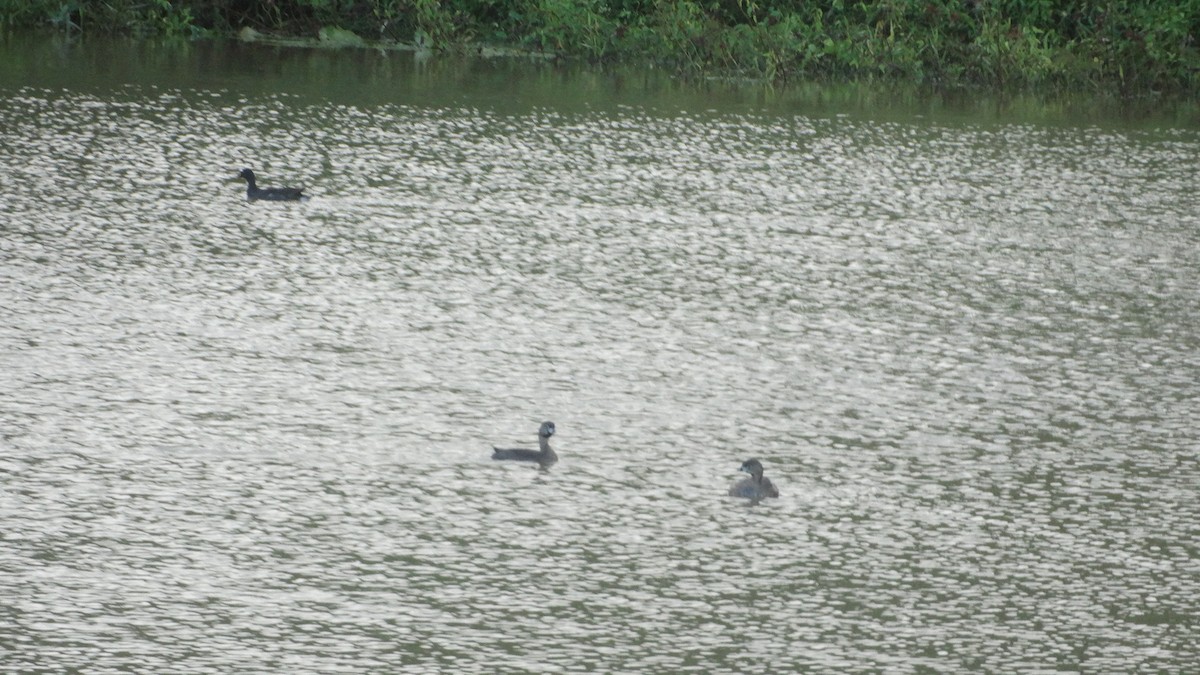 Pied-billed Grebe - ML523022601