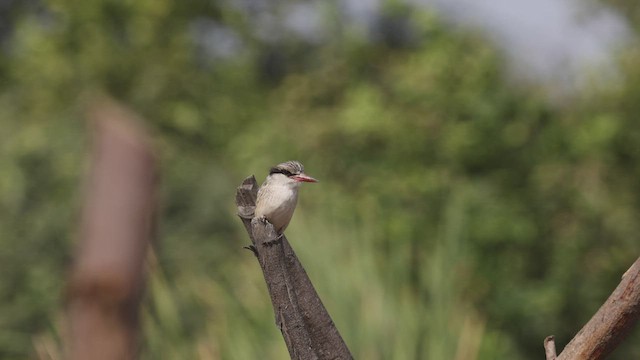 Striped Kingfisher - ML523022811