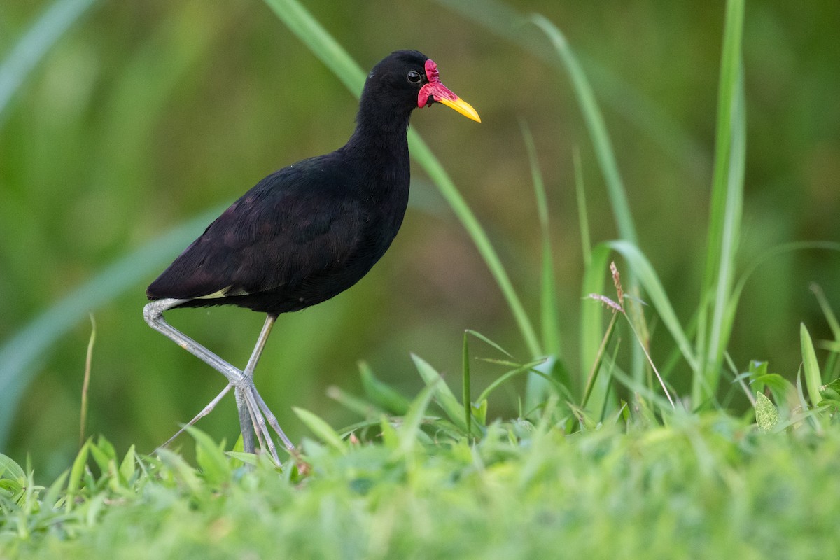 Wattled Jacana - Leo Damrow