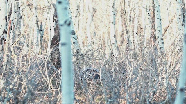 Dusky Grouse - ML523024081